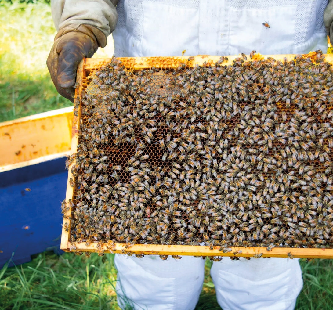 apiculteur-apiculture-apijo-miel-ruche-cadres-abeilles-occitanie-tarn-et-garonne-recoltant-professionnel