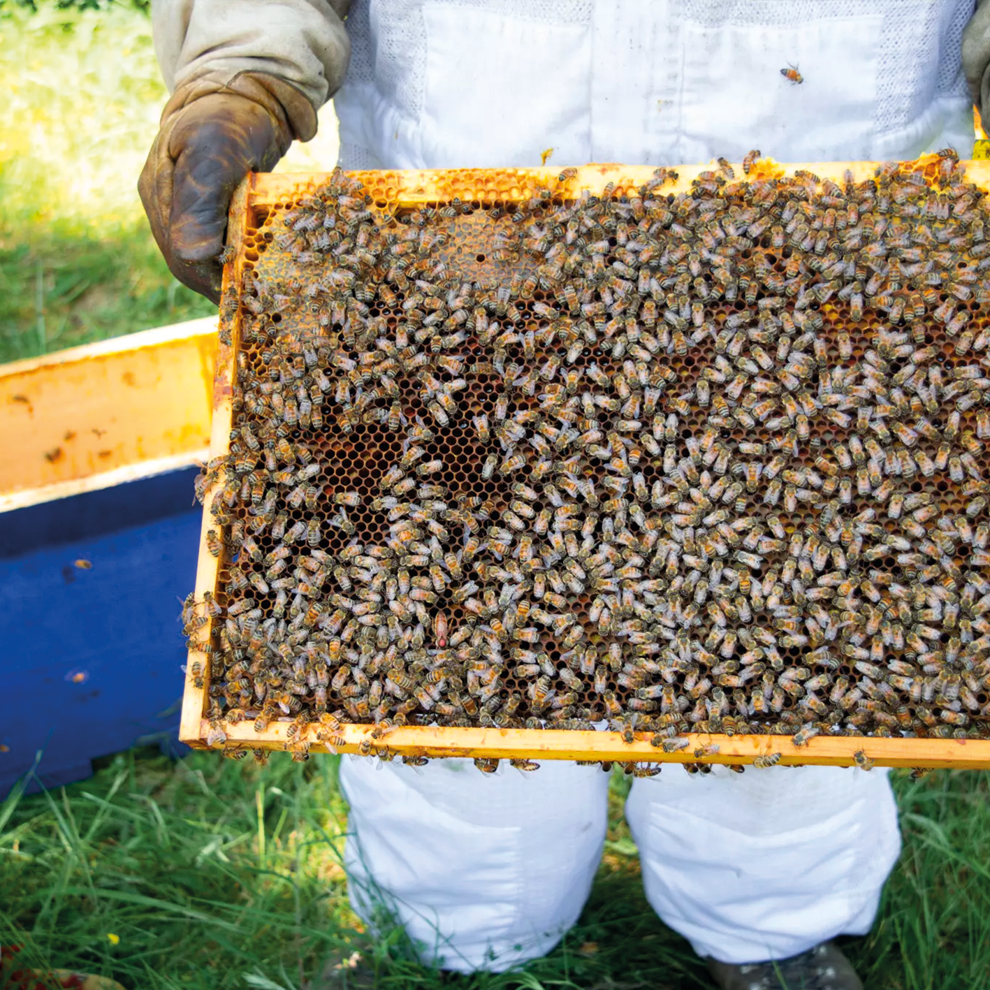 abeilles sur un cadre apiculteur en occitanie