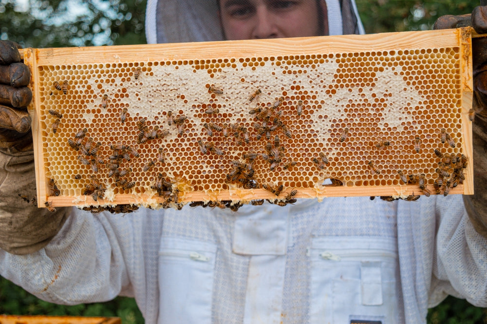 miel abeilles dans la ruche sur un cadre apiculteur en occitanie