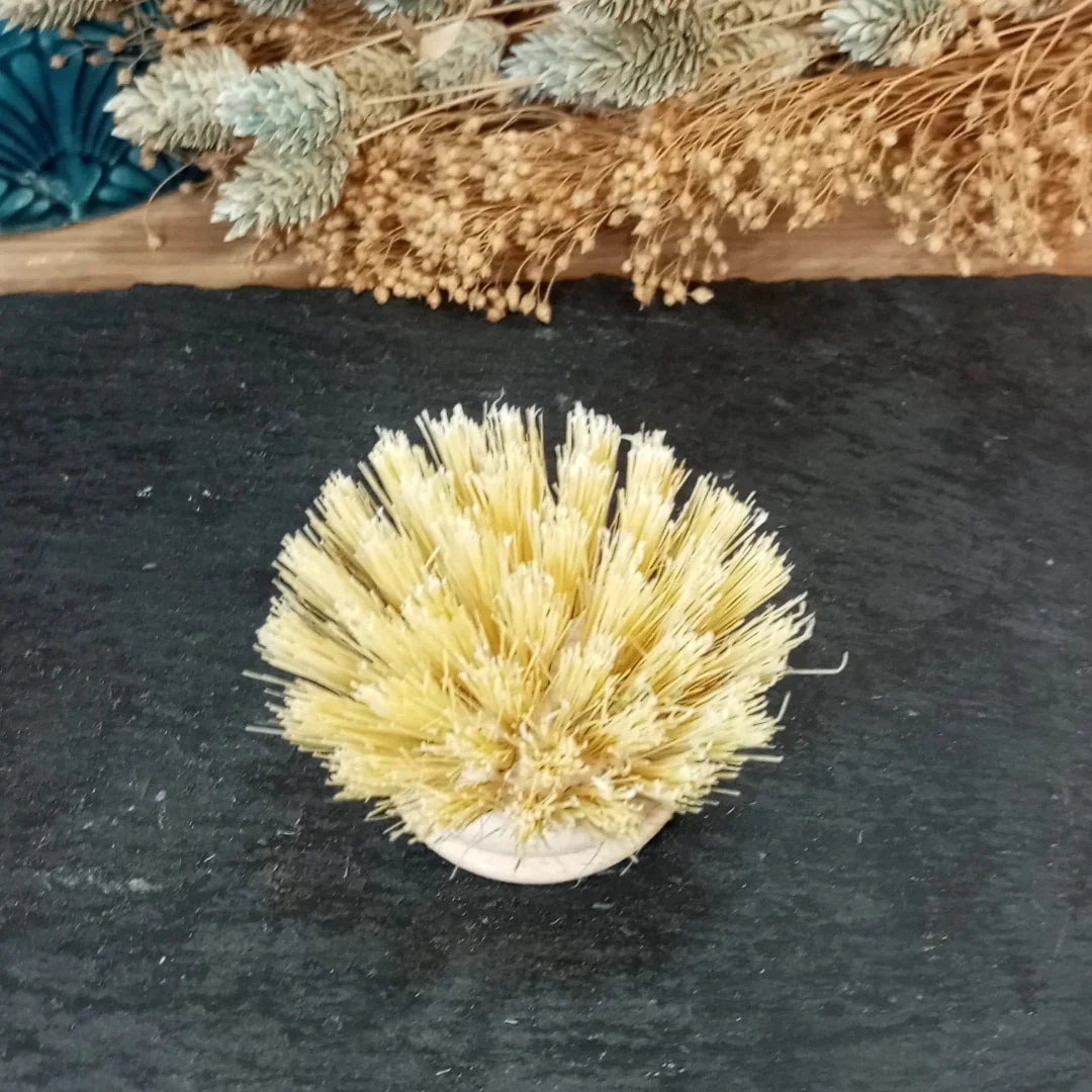 tête de la brosse vaisselle naturelle réutilisable